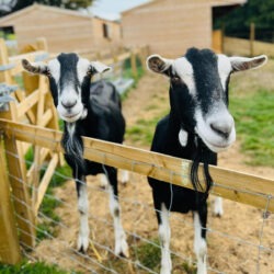 Goats at the Rare Breeds Centre