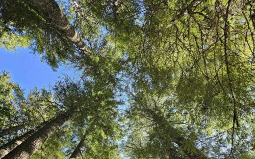 Print Sustainability: The Truth About Paper, Print and the Environment