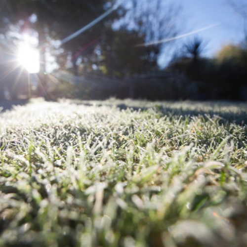 Frost over grass
